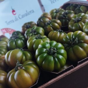 POMODORO COSTOLUTO. Varietà MERINDA, calibro TOP QUALITY