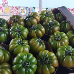 CASSA DI POMODORO COSTOLUTO. Varietà MERINDA, calibro TOP QUALITY