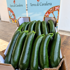 Cassa da 6 kg di Zucchine Verdi.  Terra di Cavalera -  Pachino