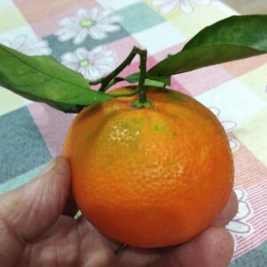 Clementine (senza semi)