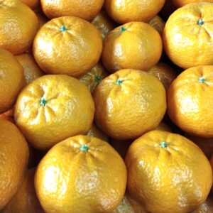 Mandarini Marzaroli siciliani