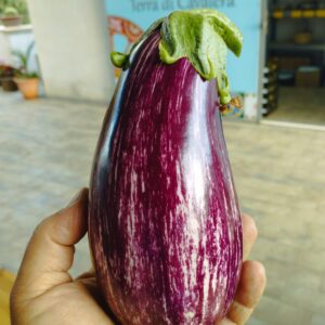 Melanzane Viola Striato
