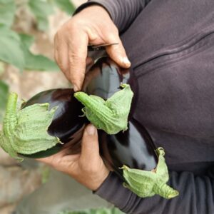 Cassa da kg 6 Melanzane nere. Terra di Cavalera - Pachino