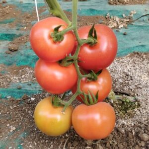 Pomodoro Ramato Rosso