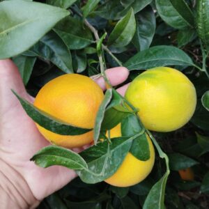 7 kg di Arance Valenzia