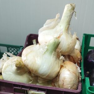 Cipolla tipo Giarratana