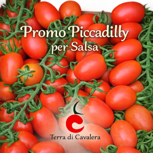 Promo Pomodoro Piccadilly Terra di Cavalera 25 Kg con spedizione inclusa